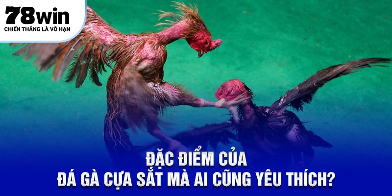 Đặc điểm của đá gà cựa sắt mà ai cũng yêu thích?