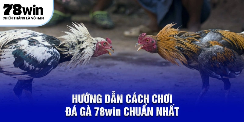 Hướng dẫn cách chơi đá gà 78WIN chuẩn nhất