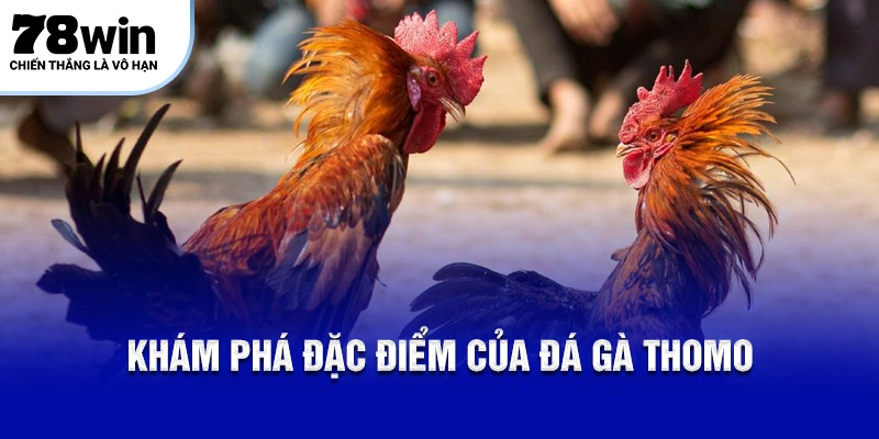 Khám phá đặc điểm của đá gà Thomo
